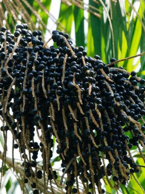 Um dos frutos mais apreciados pela população amazonense, o açaí apresentou, entre os anos de 2018 a 2024, o aumento de aproximadamente ...
