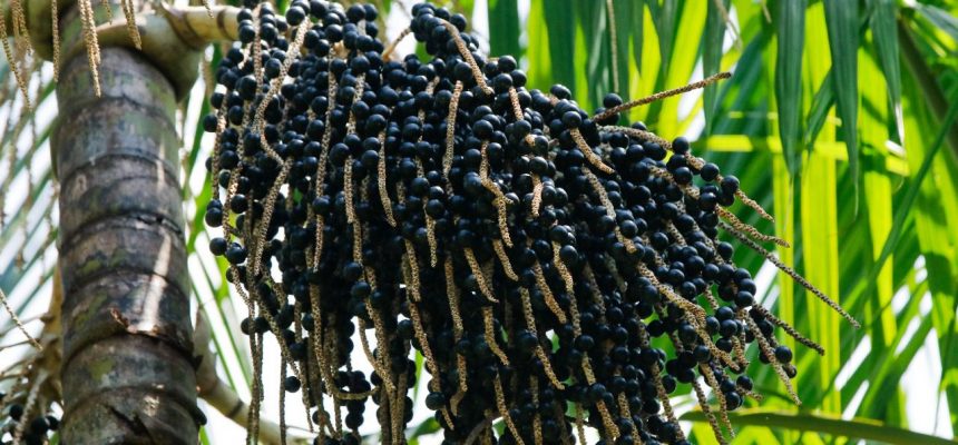 Um dos frutos mais apreciados pela população amazonense, o açaí apresentou, entre os anos de 2018 a 2024, o aumento de aproximadamente ...