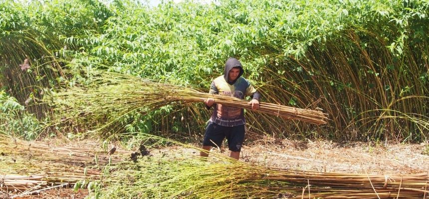 Agência de Desenvolvimento Sustentável do Amazonas (ADS) está realizando ação itinerante em municípios do interior do estado para facilitar o credenciamento de produtores no edital da Subvenção Econômica da Juta e Malva. Na segunda-feira e terça-feira (21 e 22/07), equipes do órgão estarão em Manacapuru (a 68 quilômetros da capital) orientando juticultores e malveiros quanto aos documentos necessários para participar do edital, que credencia para o repasse financeiro das safras 2025/2026.