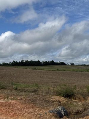 A Adaf alerta os sojicultores do Amazonas que se encerra, nesta quarta-feira (10), o período do Vazio Sanitário da Soja, iniciado em junho deste ano...