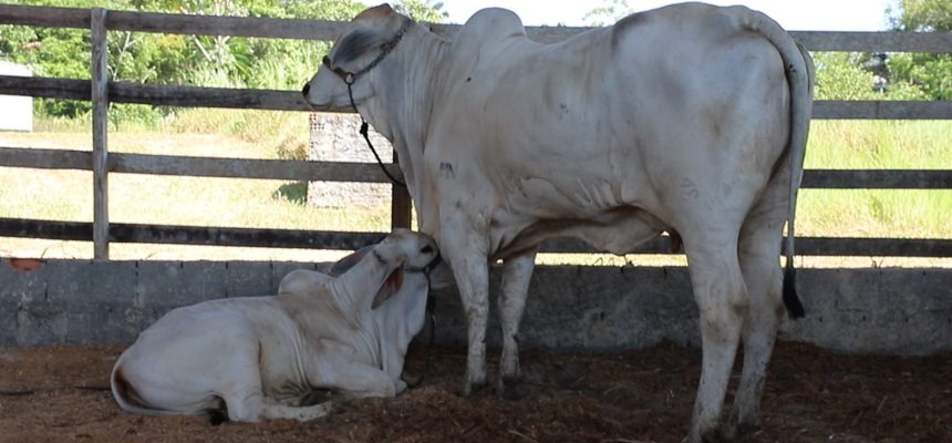 A Adaf anunciou que os produtores rurais têm até o dia 15 de dezembro para realizar a atualização cadastral dos animais existentes em suas propriedades...
